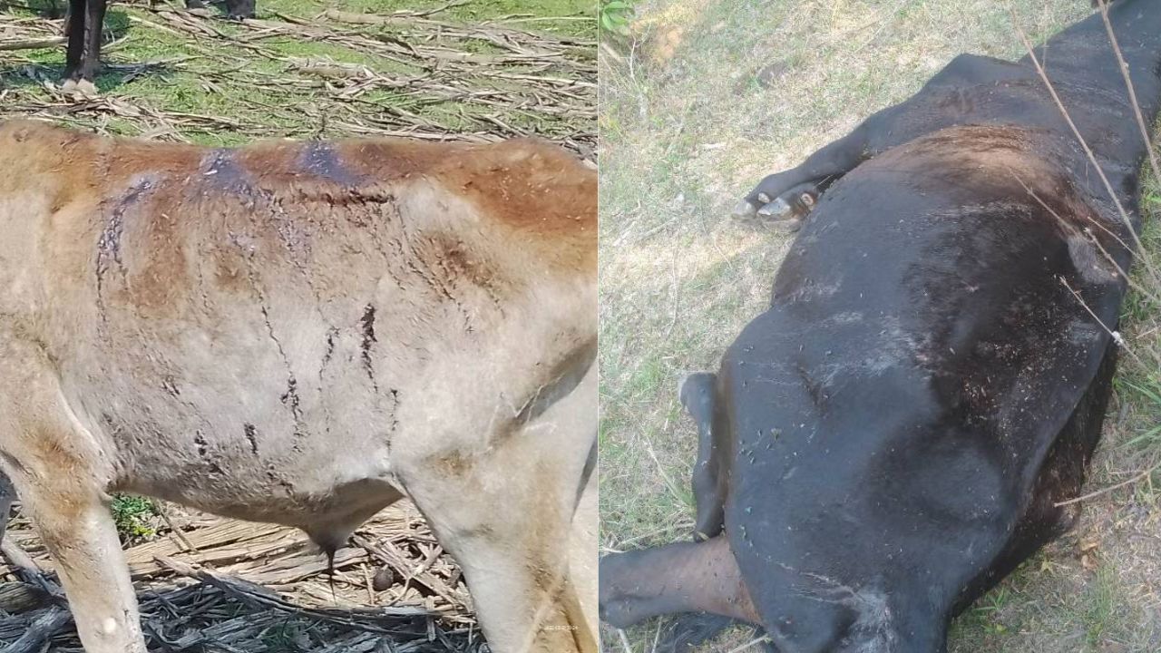 Imagen de ¿Chupacabras? Ganaderos están preocupados por muerte inusual de ganado en Yoro