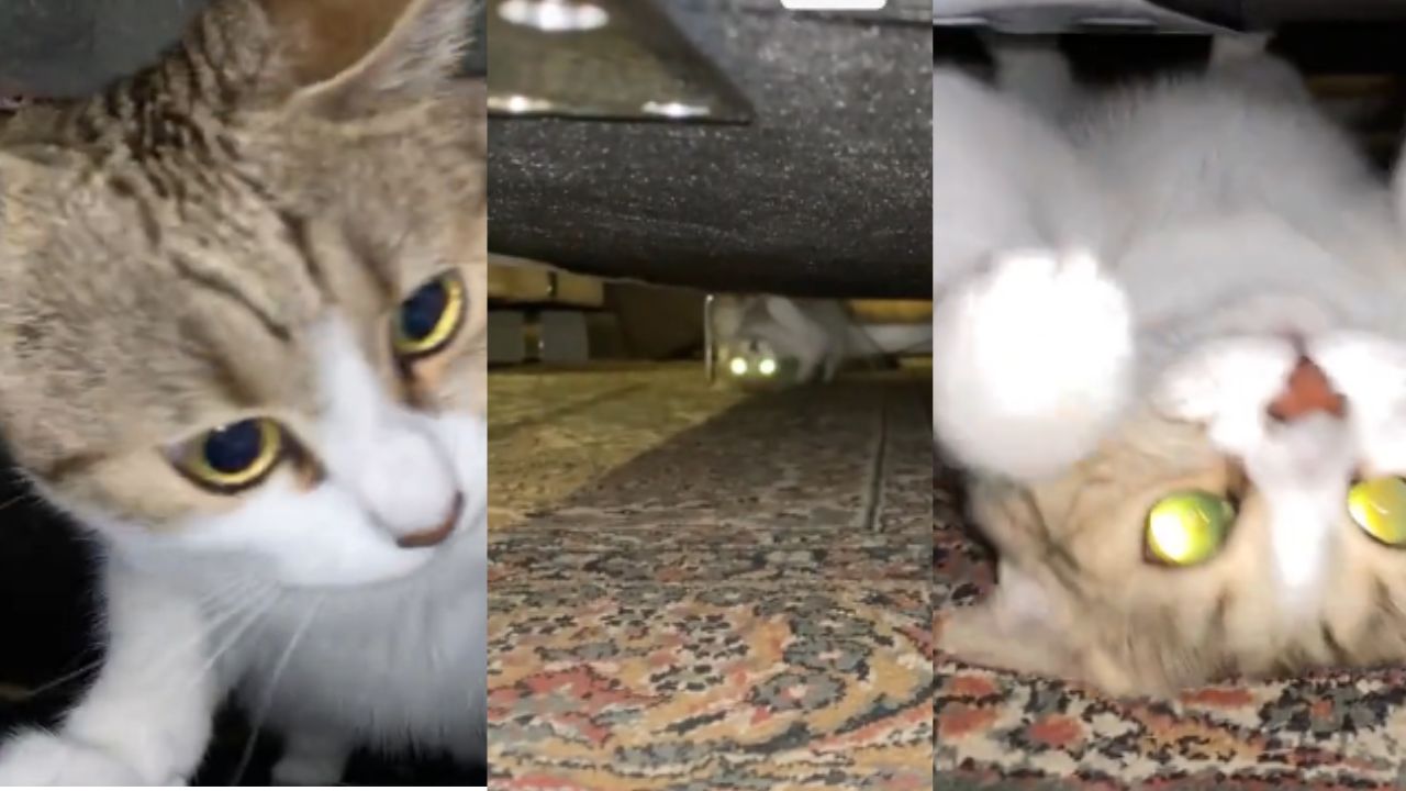VIDEO: Gato 'endemoniado' camina boca arriba debajo de un sofá, aseguran que está poseído