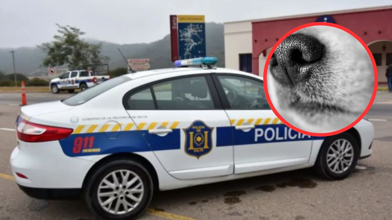 Albañil de 73 años abusó sexualmente de 3 perritas en la vivienda donde laboraba