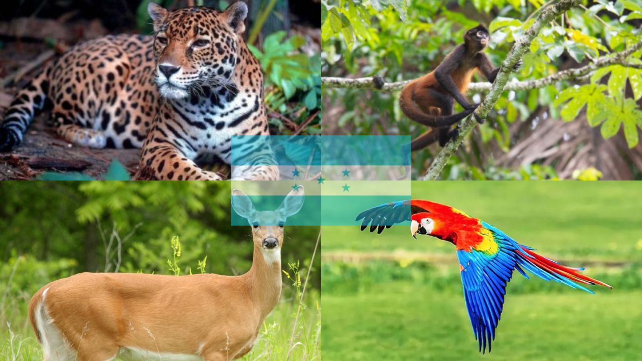 Honduras tiene 448 especies en amenaza de extinción