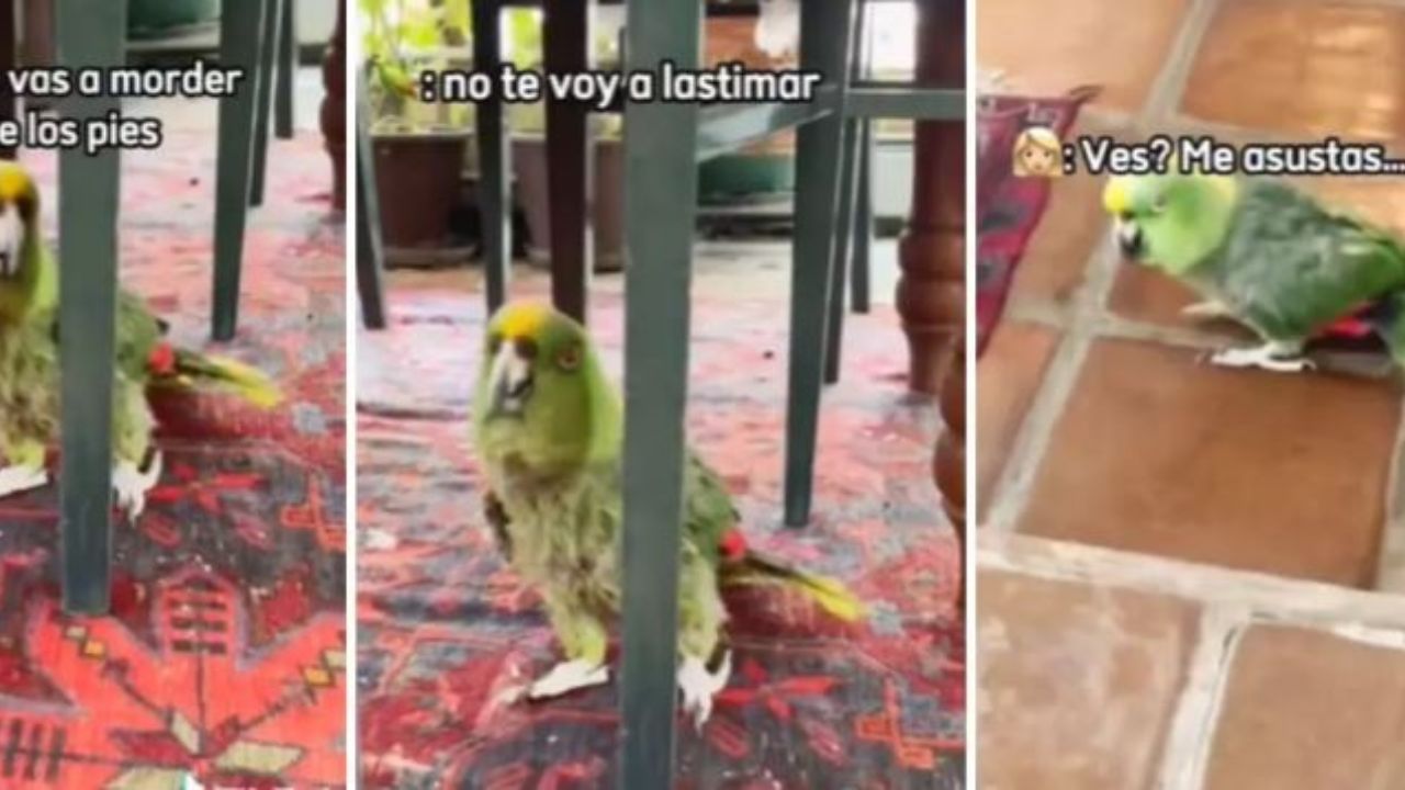 VÍDEO: ¿Loro poseído? causa temor por rara plática con su dueña