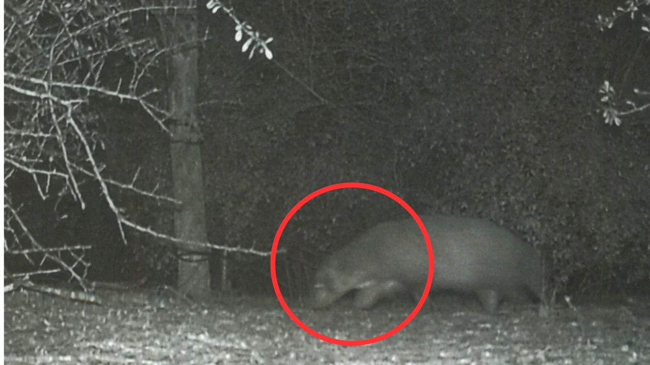 Captan a misterioso animal que aparece por las noches detrás de un árbol