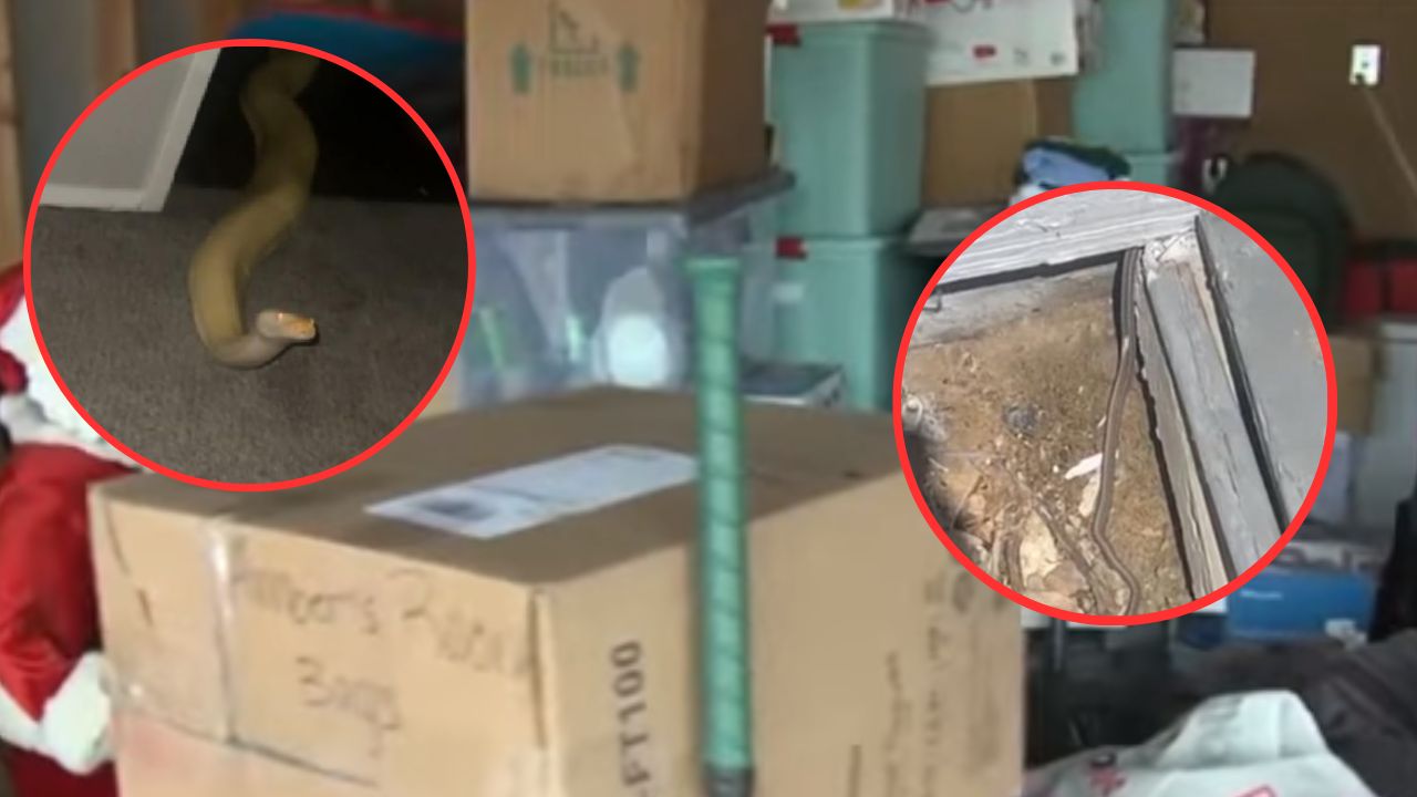 Mujer compra casa y descubre un nido de serpientes en las paredes
