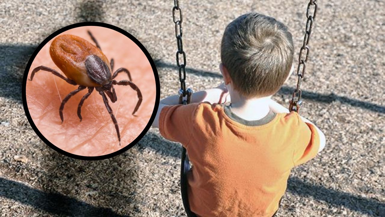 Niño de cuatro años muere por picadura de garrapata