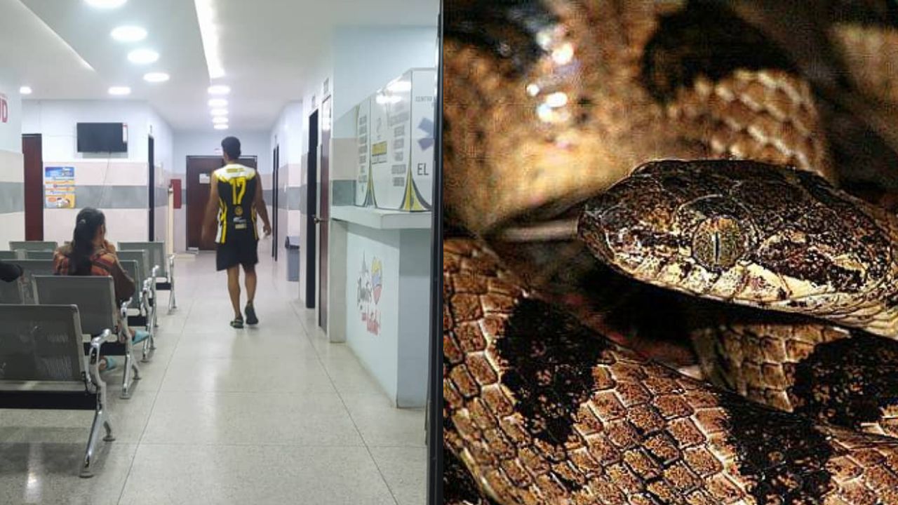 Serpiente escondida en un zapato mordió a una adolescente de 14 años