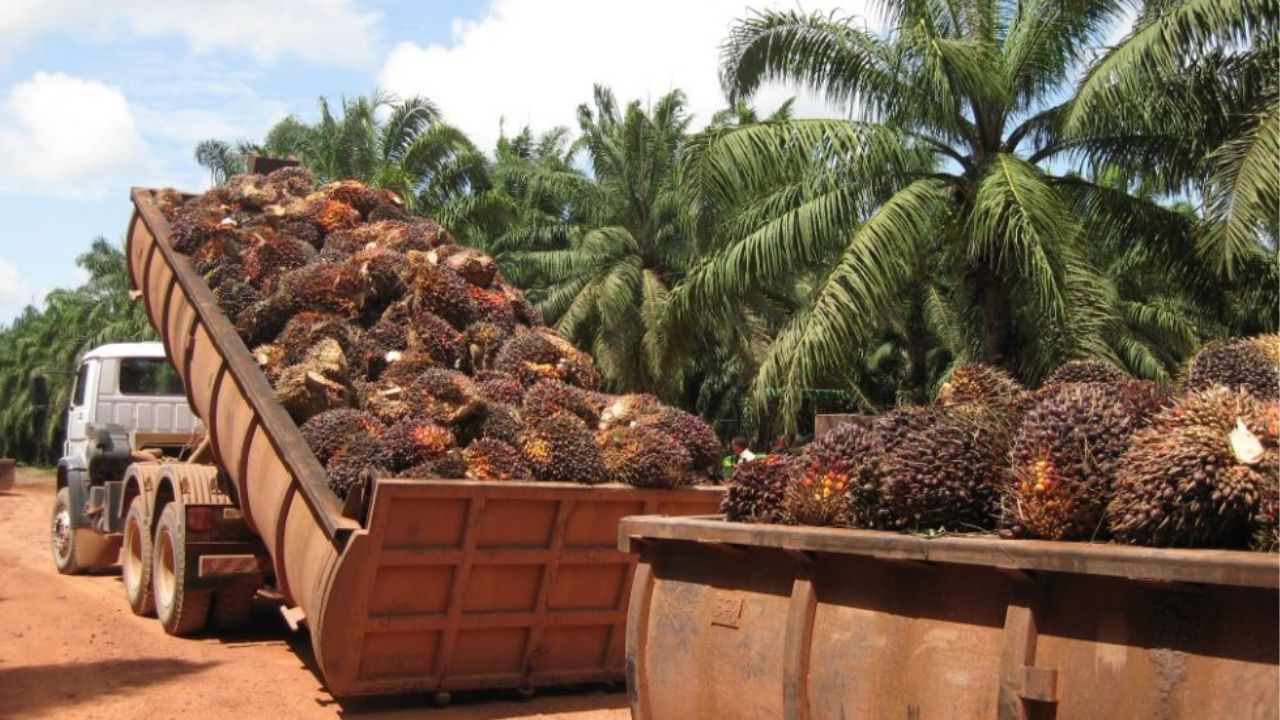 Malasia, Indonesia y Honduras abogarán a favor del sector del aceite de palma en Bruselas