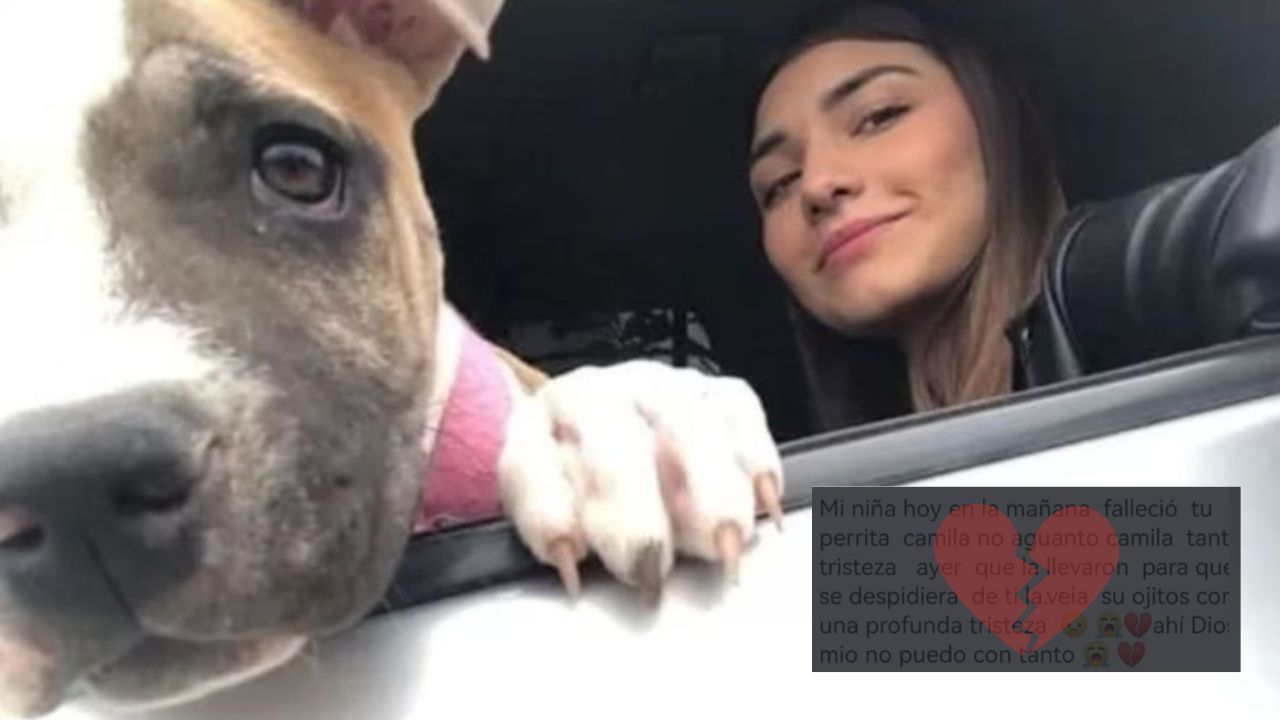 'No resistió': perrita murió de tristeza dos días después que su  dueña falleciera