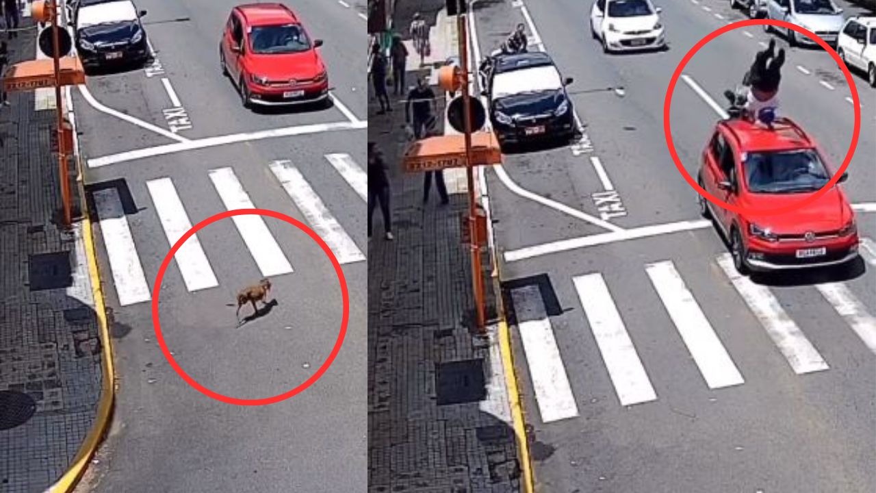 VÍDEO: Perro lesionado de una pata provocó accidente; motociclista salió volando