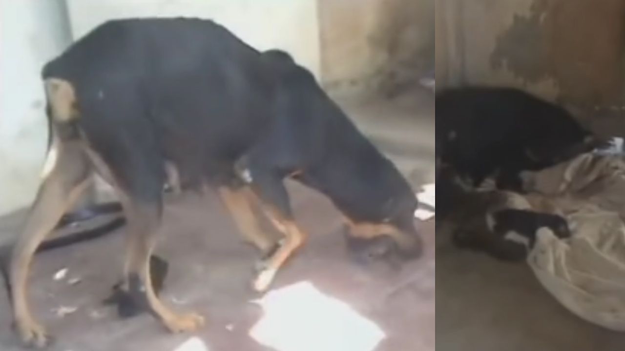 VIDEOS: En ritual satánico, brujo abusó de una perra para cumplir con un pacto