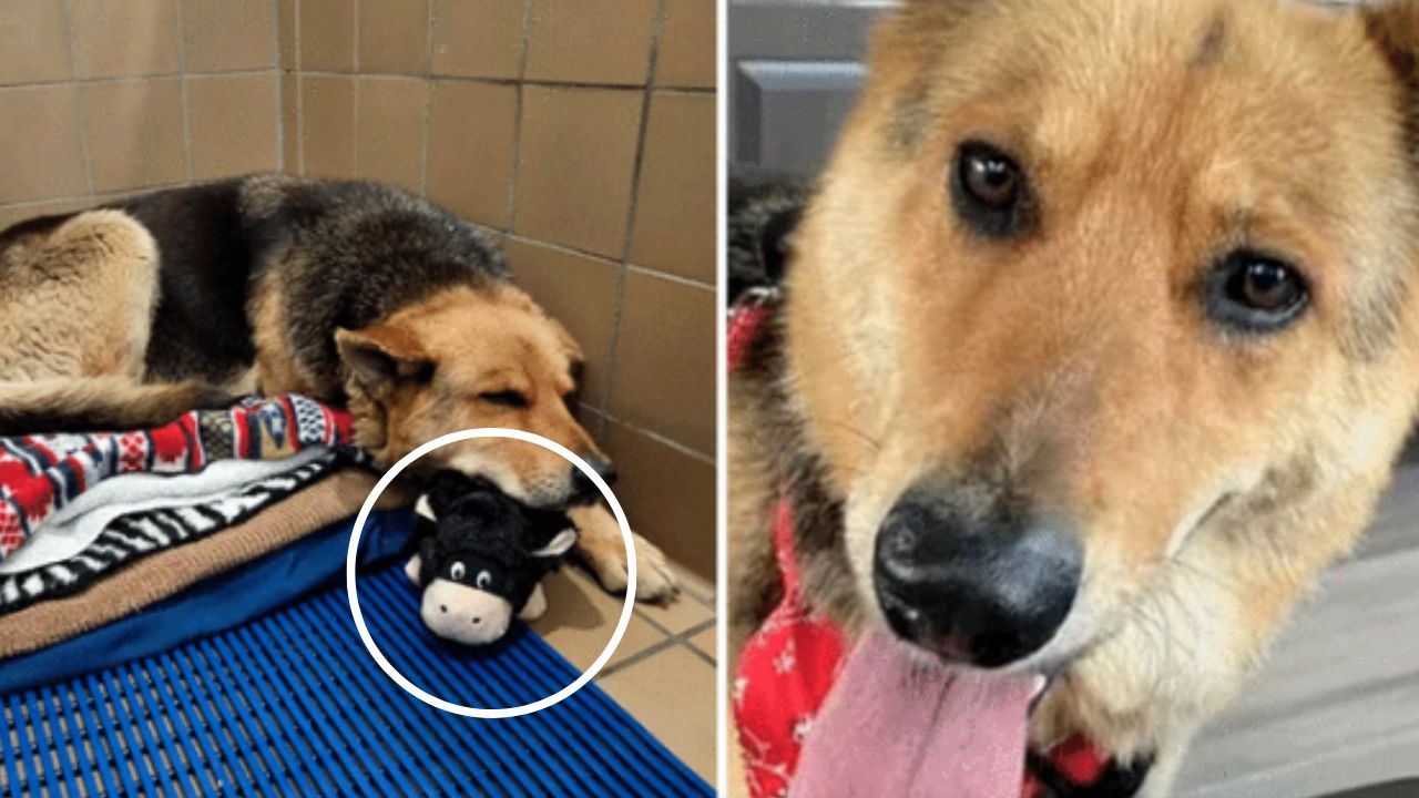 Nikki, la perrita que fue encontrada con el peluche que le dejó su amo antes de morir