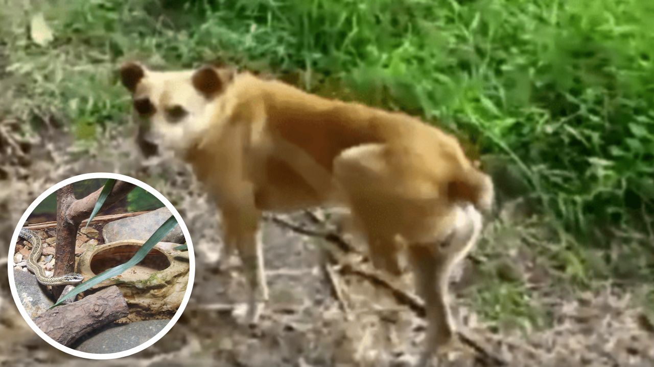 '¡Un héroe!': perro salvó la vida de su amo al morder a una serpiente venenosa que los iba a atacar