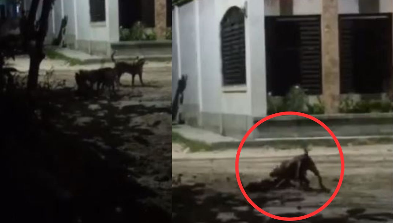 Vídeo capta cómo 3 pitbull despedazan a otro perro en Choloma
