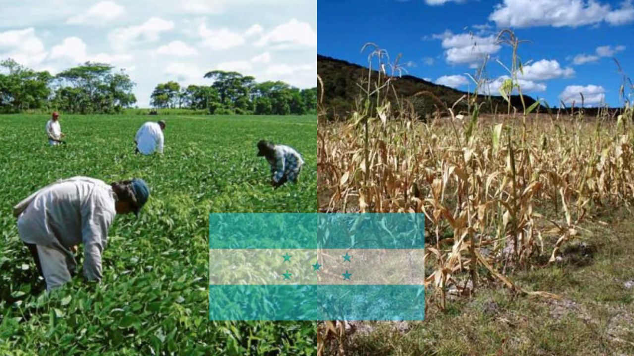 En riesgo la producción agrícola de primera en Honduras