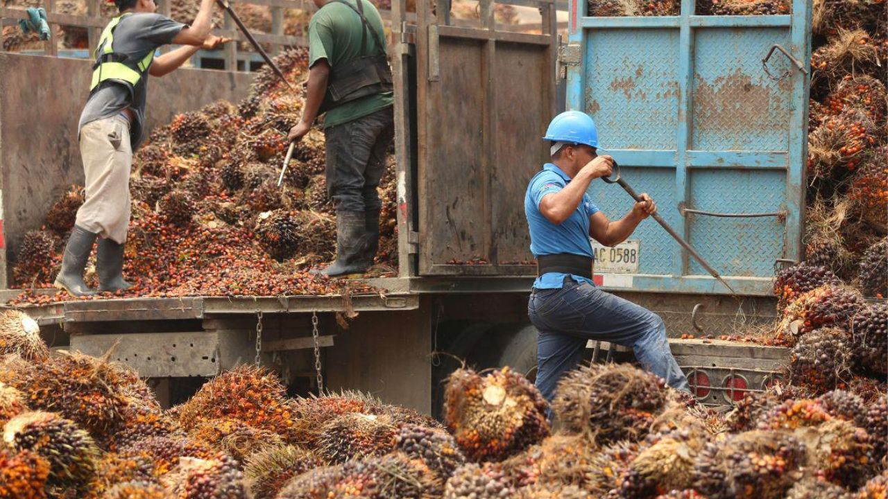 Producción de aceite de palma y de leche, los rubros más golpeados por la invasión de tierras
