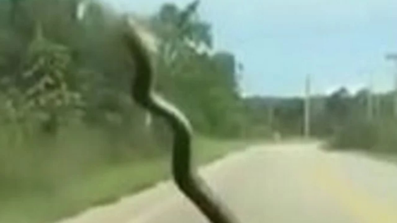 Serpiente irrumpió el parabrisas del carro de una mujer mientras iba manejando