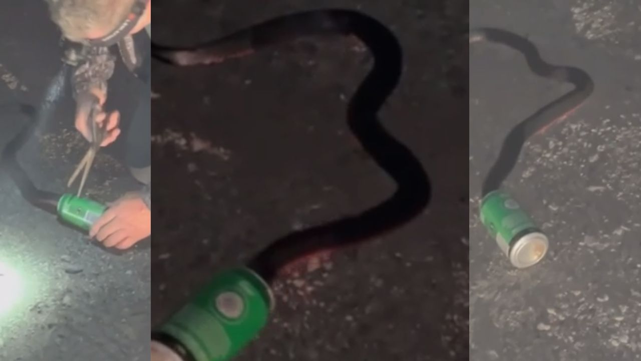 ¿La rescatarías? Hombre salva a una serpiente de 3 metros atrapada en una lata (Video)