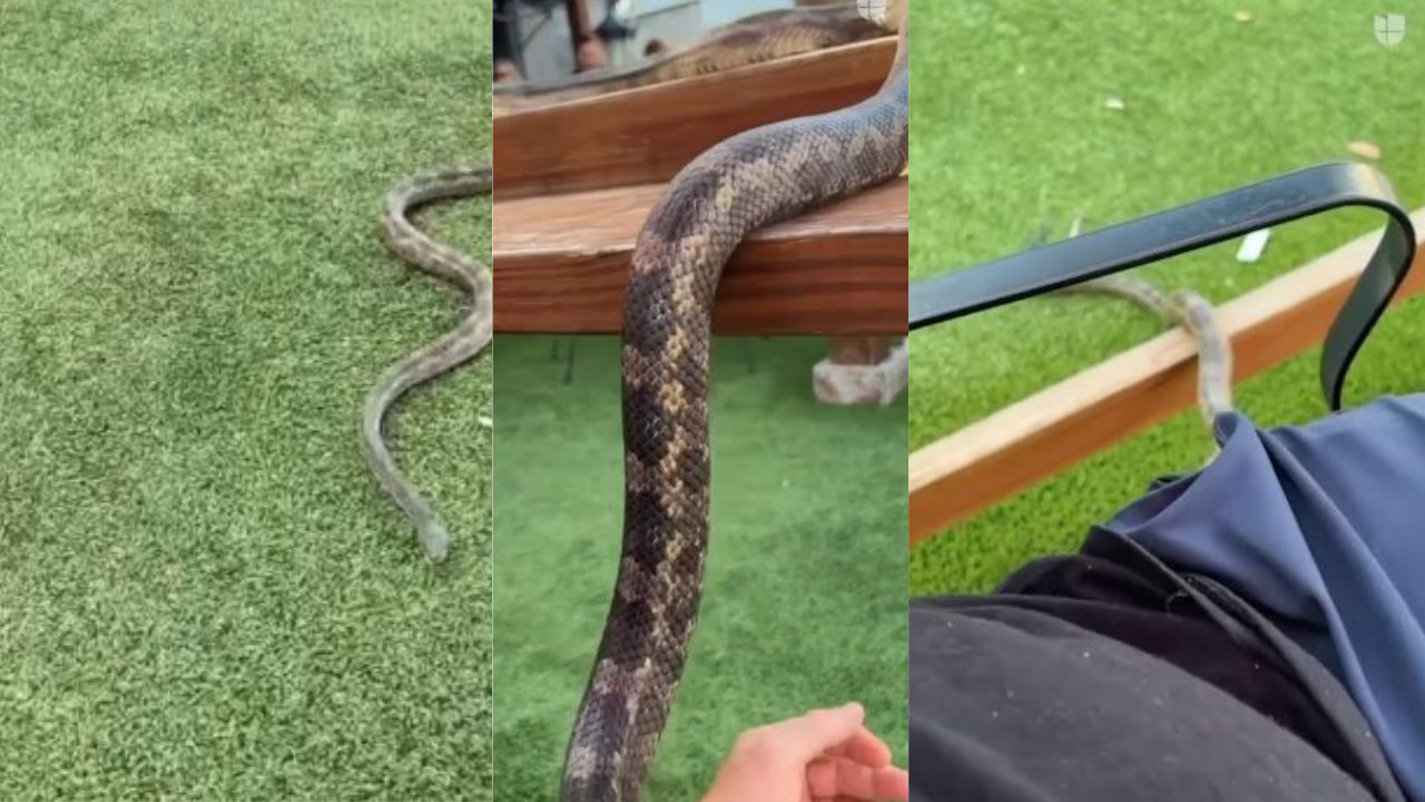 VÍDEO: Cliente de restaurante es sorprendido por culebra; se le subió entre las piernas
