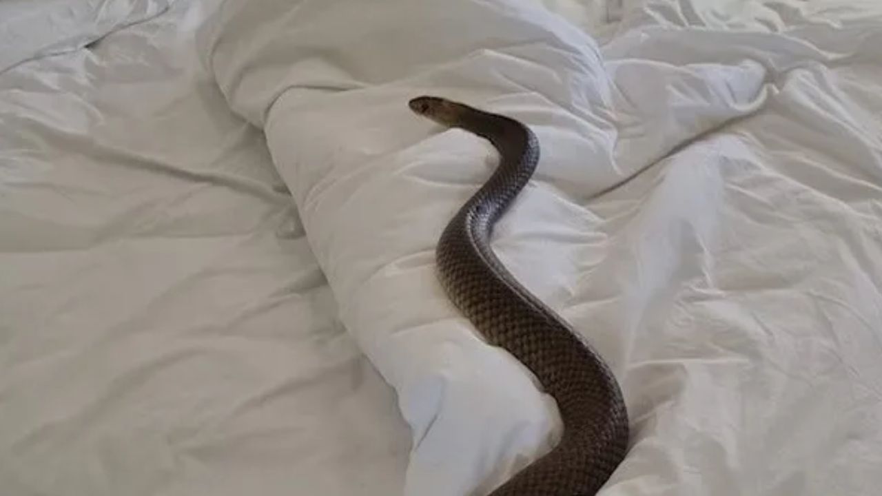 Terror vivió una mujer al encontrar dormida en su cama a una serpiente de dos metros