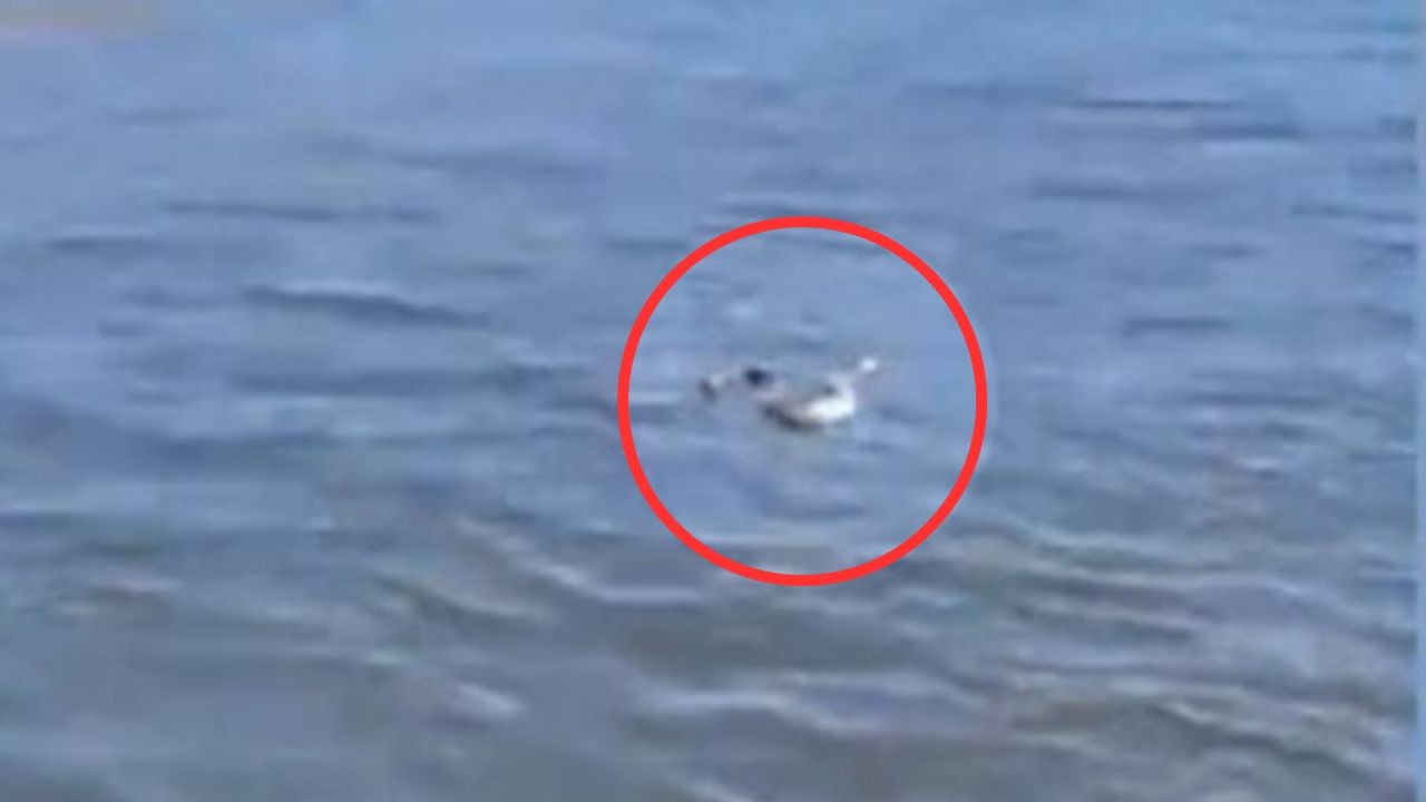 ¿Serpientes nadadoras? Graban una cascabel nadando en un lago