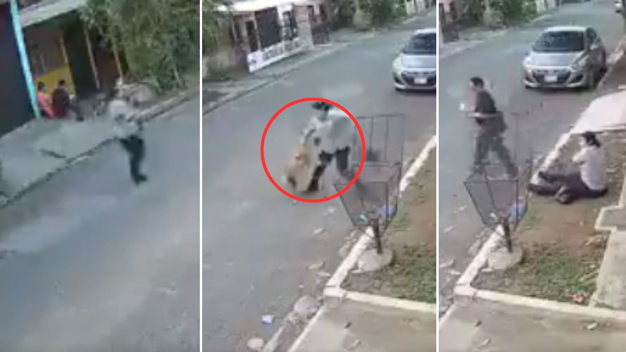 Fuerte video: Rottweiler atacó brutalmente a una mujer que iba caminando por la calle