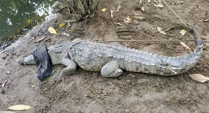 Imagen de cuerpo de nota