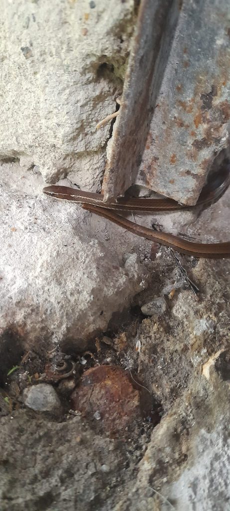 Imagen de cuerpo de nota