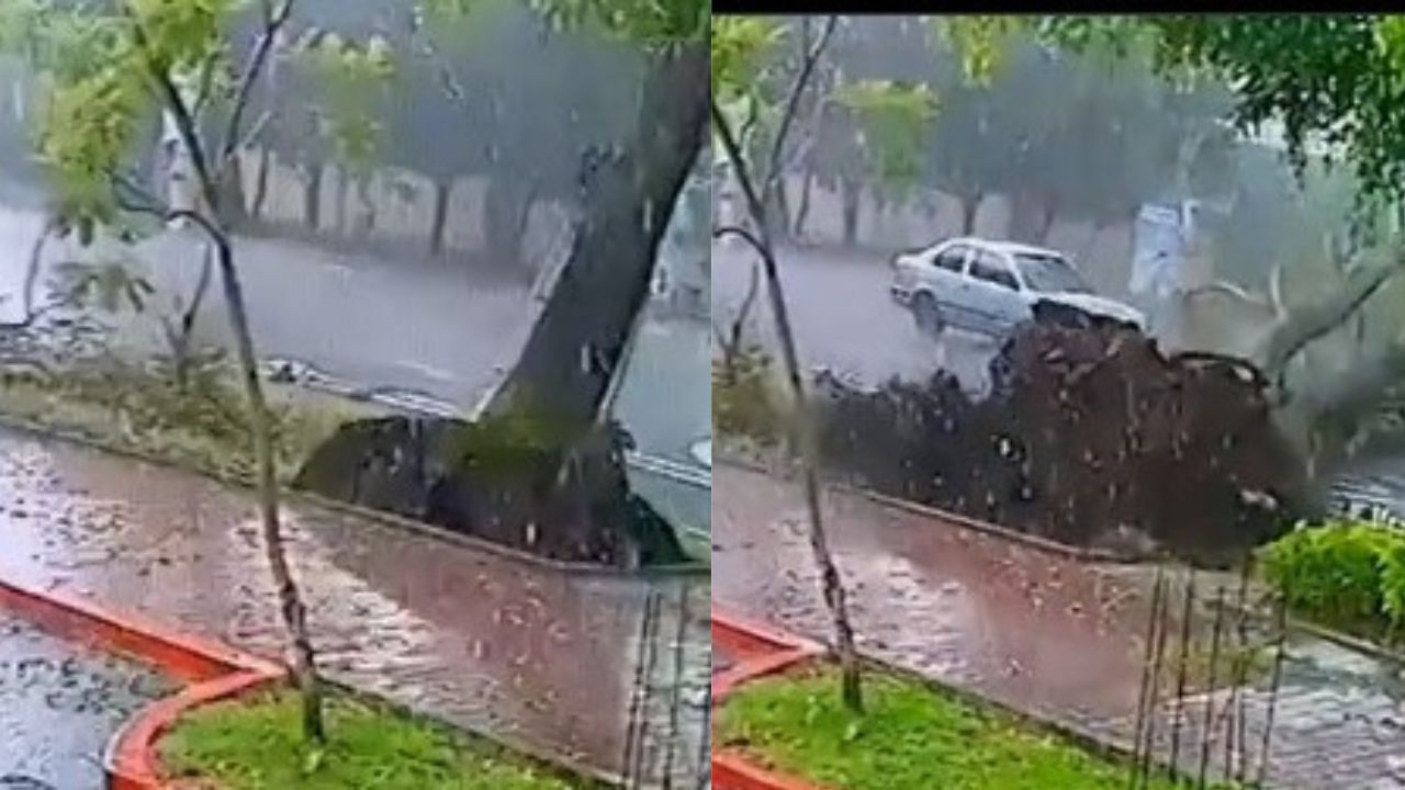 Imagen de VÍDEO: Conductor se salva de morir aplastado al caer un árbol frente a él