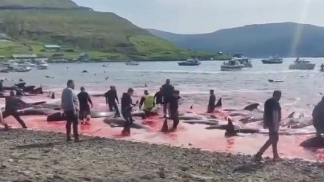 Imagen de VÍDEO: Matan a unas 500 ballenas en polémica cacería anual en Islas Feroe