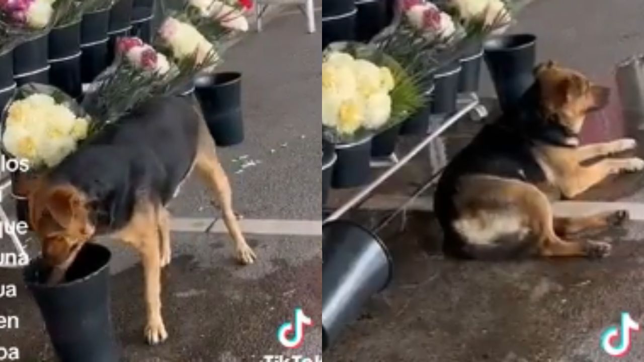 Imagen de VÍDEO: Hasta los 'Firuláis' resiente impacto de la ola de calor