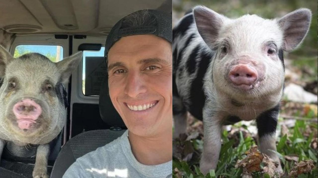 'La chancha pasó a otro plano', cerdita fue dada en adopción y nuevo dueño se la comió