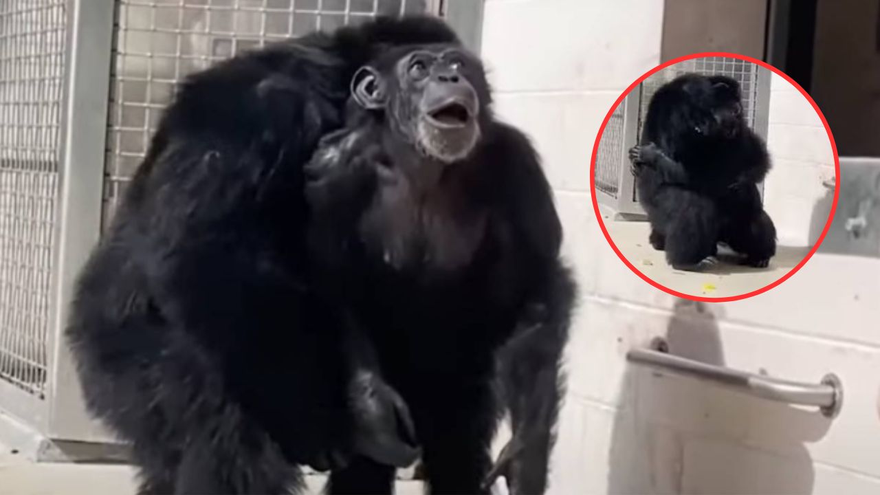 VIDEO: Conmovedora reacción de una chimpancé al ver el cielo por primera vez en su vida