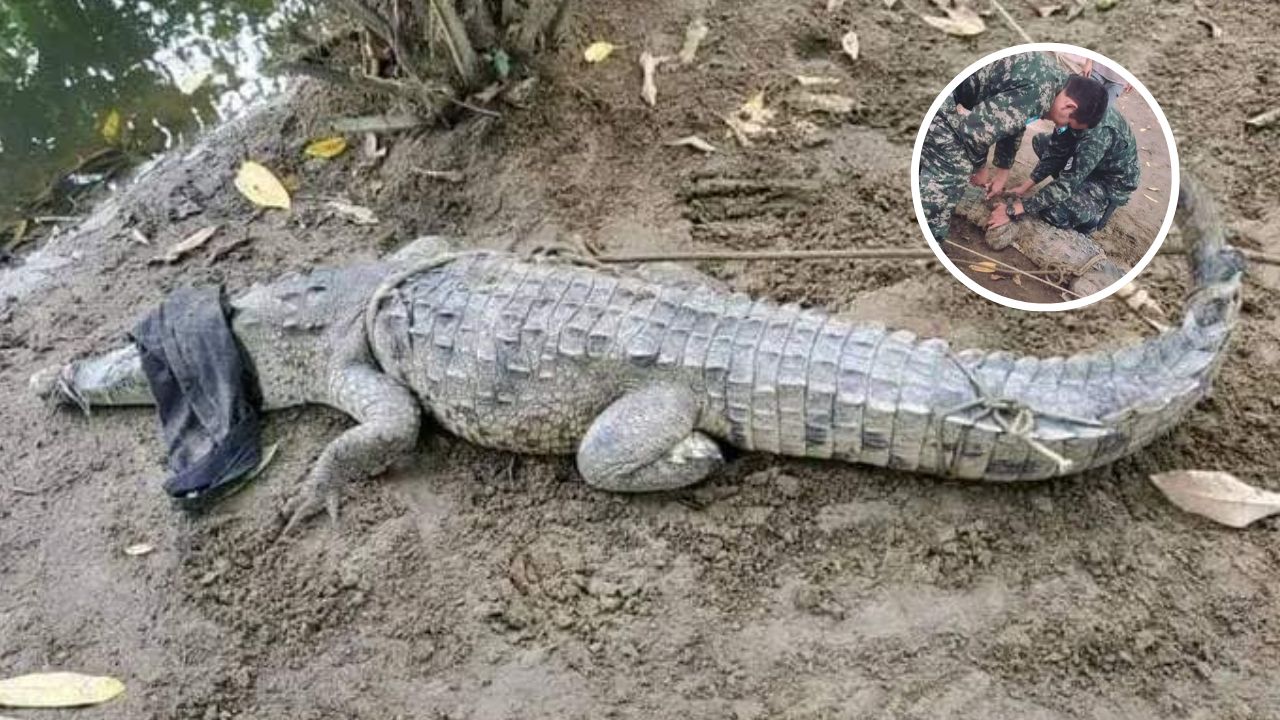 Suelto andaba cocodrilo en las calles de Baracoa, Cortés; militares lo rescataron