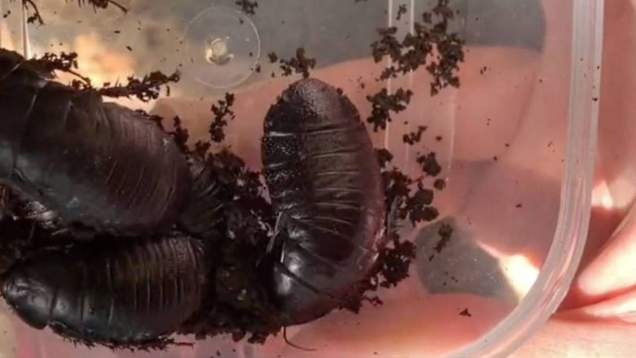 VÍDEO: así es la cucaracha carnívora que había desaparecido hace 100 años