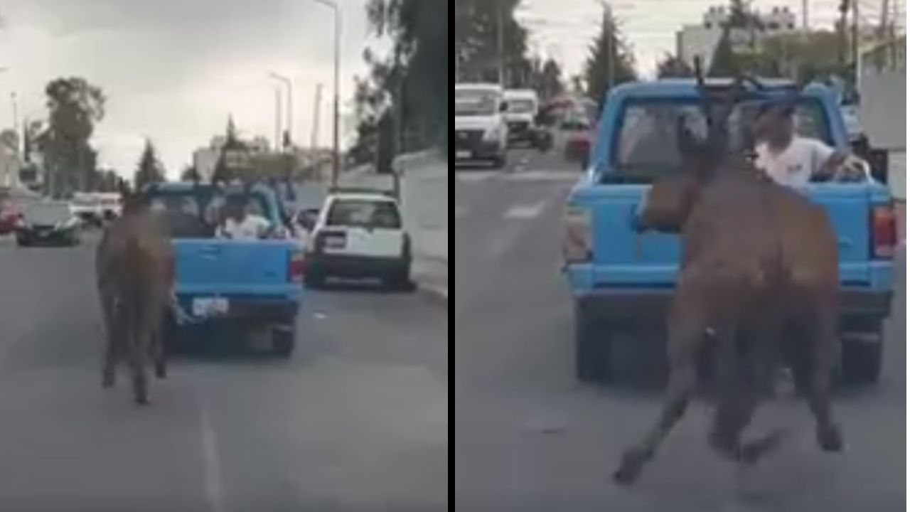 Imagen de Imágenes sensibles: Hombre ató a un caballo a su carro y así recorrió la vía pública