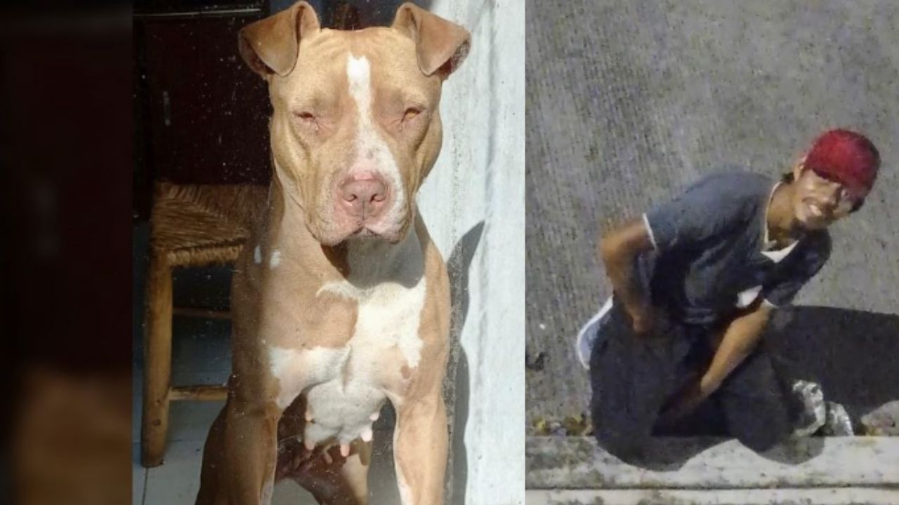 Hombre drogaba a una perra pitbull para abusar de ella; en la comida ponía las pastillas