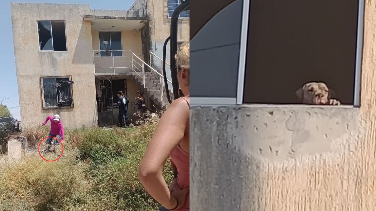 Imagen de Hombre violaba y mataba perros en su casa, también encontraron ropa de bebé