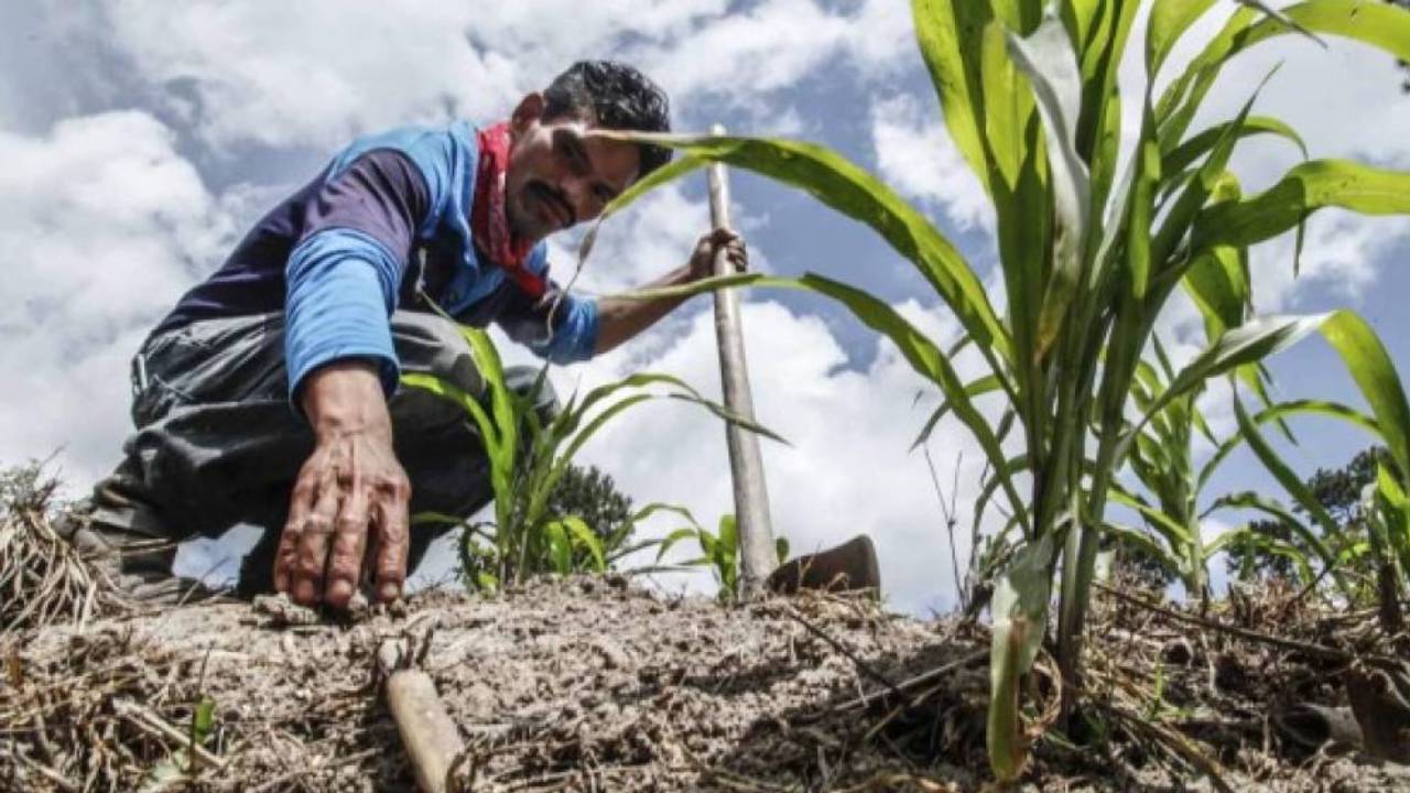 Editorial HRN: Producción agrícola y contaminación política