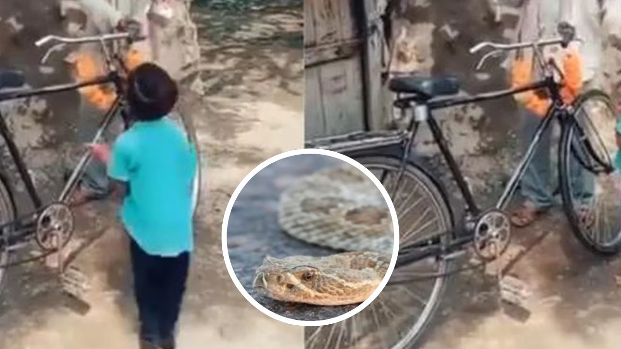 Imagen de Niño sobrevive a mordedura de serpiente cuando paseaba en bicicleta; su papá lo salvó
