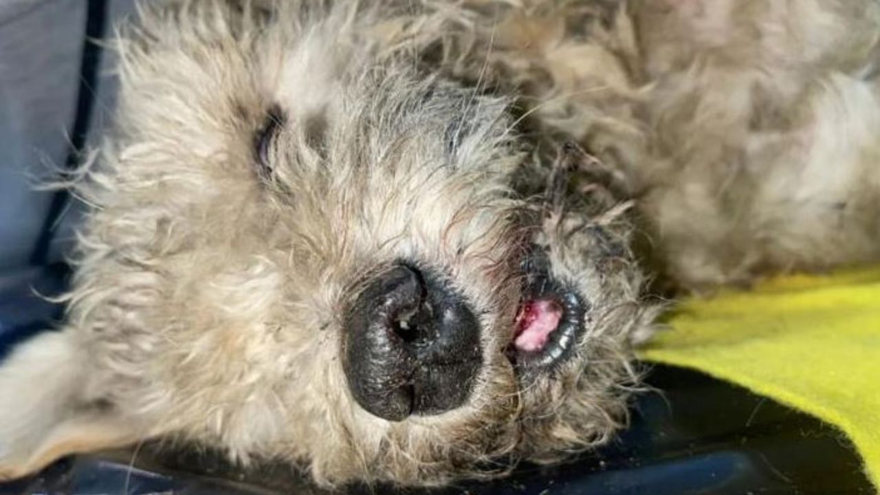 Imagen de Fuertes imágenes: Perrito recibió 12 puñaladas y le quebraron la mandíbula