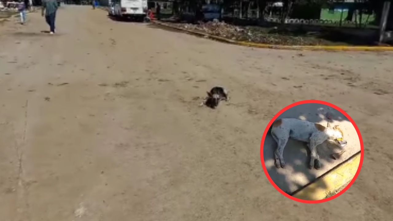 Crueldad: graban a perro agonizando tras haber sido envenenado en Yoro