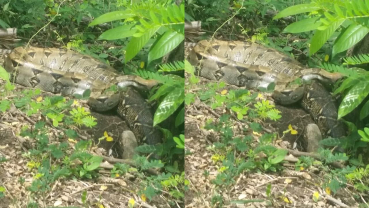 Imagen de Hondureño capta tenebrosa serpiente en Copán