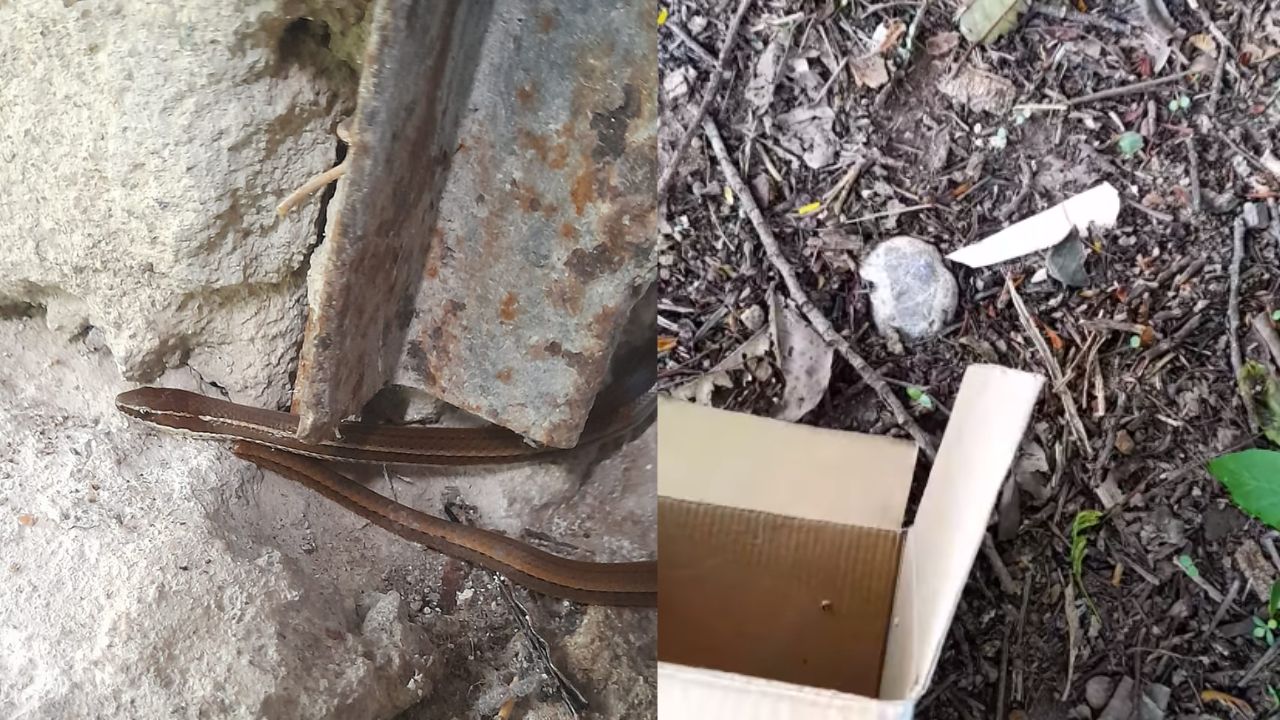 Vídeo: hondureño encuentra una culebra en su casa y la devuelve a su hábitat en una caja