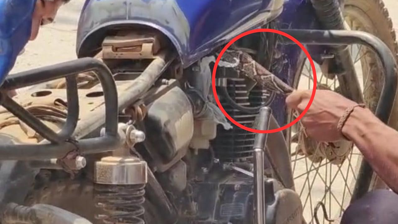 Hondureño se llevó gran susto al encontrar boa en su motocicleta