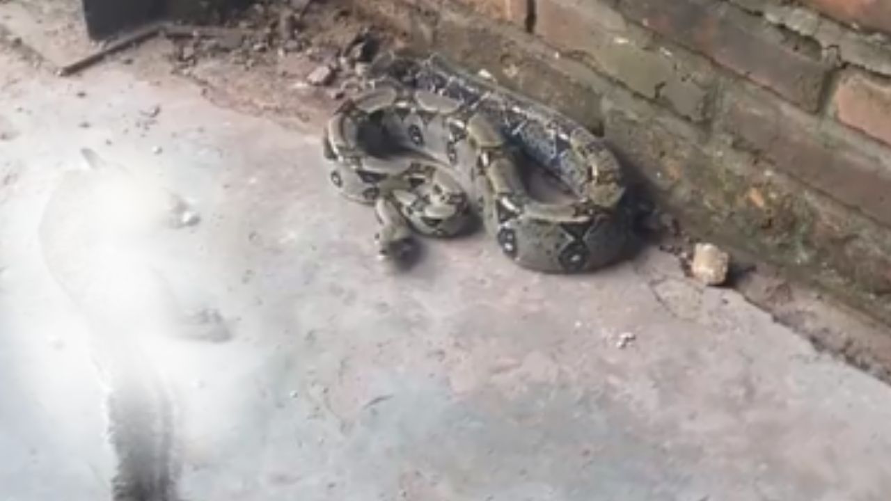 Imagen de Captan enorme serpiente que le quitó la vida a una ardilla en un comercio de Tegucigalpa