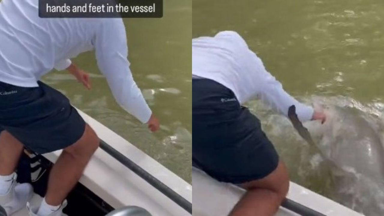 Imagen de VÍDEO: Tiburón muerde a un pescador y luego lo arrastra al agua