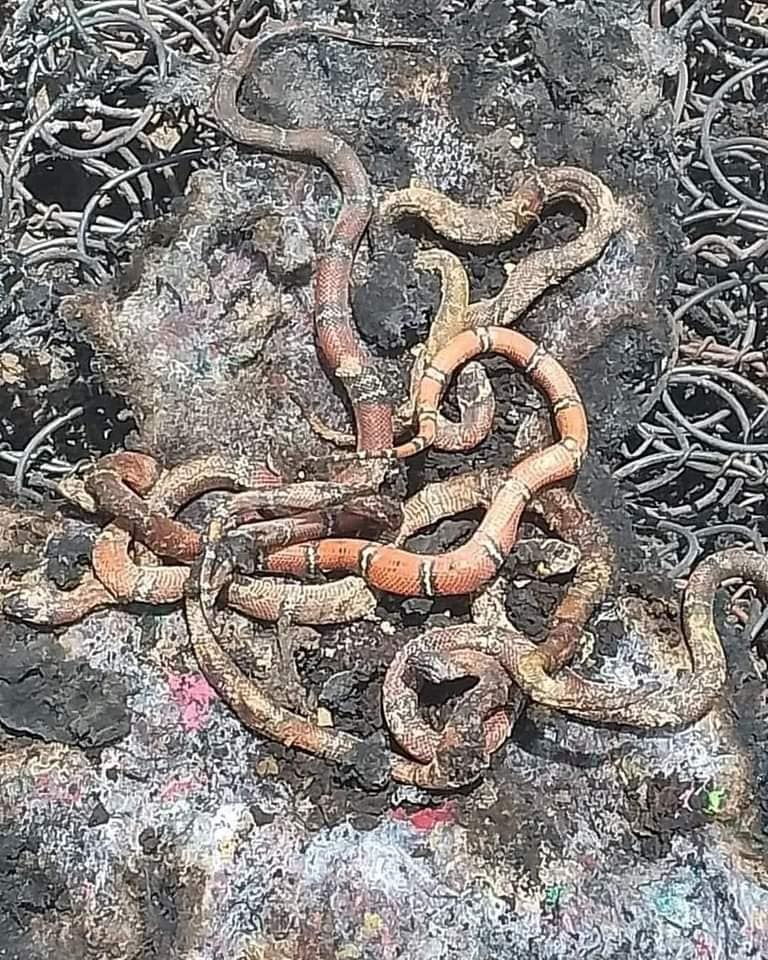 Imagen de cuerpo de nota