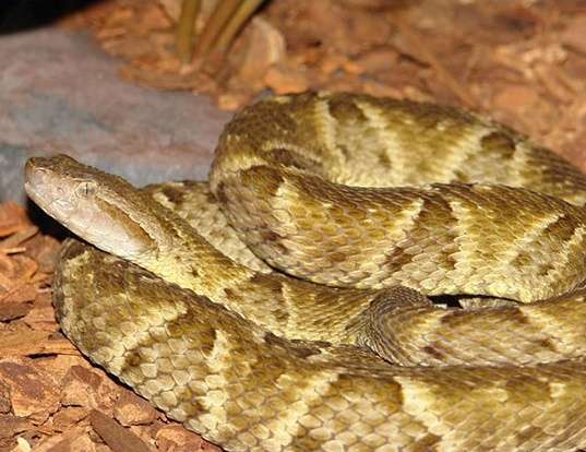 Imagen de cuerpo de nota