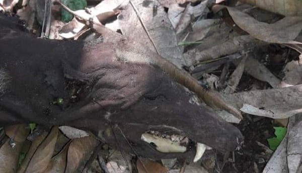 Imagen de cuerpo de nota