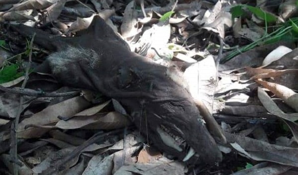 Imagen de cuerpo de nota