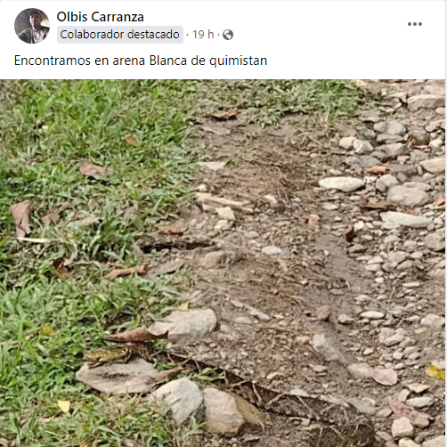 Muchos usuarios reaccionaron sorprendidos por las publicaciones, pues se trata de una peligrosa serpiente. Foto: Redes sociales
